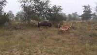 Gnoe en Impala's