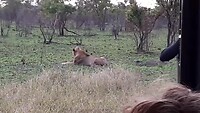 Leeuw in Kruger