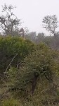 Giraf in Kruger
