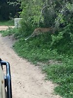 Luipaard op jacht