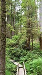 Rainforest Board Walk