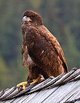 IMG_1290