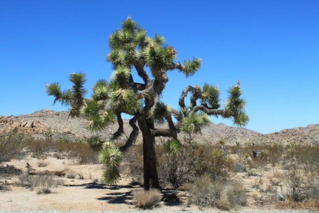 Joshua Tree | Foto | De Werndlij's go USA