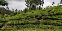 Theeplantage