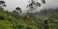 Theeplantage