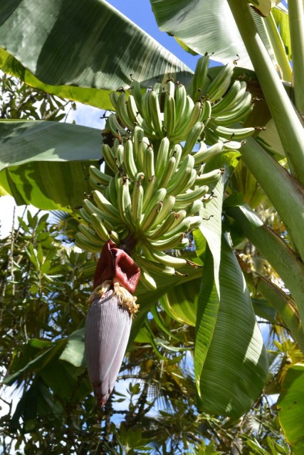 Bananen Tros Nog Hangend Aan De Boom Foto Sajida Wilfred Achnes bananen-tros-nog-hangend-aan-de-boom-foto-sajida-wilfred-achnes
