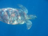 IMG_0528