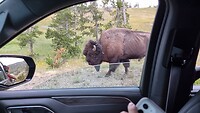 Buffalo