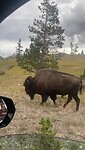 Bison langs de weg