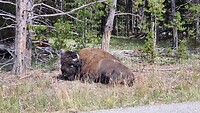 Buffalo