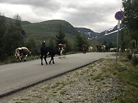 Koeienoptocht