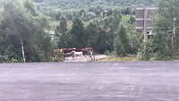 Koeienoptocht 🐄🐄🐄