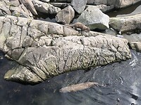 Atlanterhavsparken Ålesund