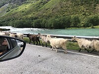 Geiten bij Byrkjelo