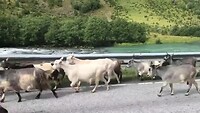 File door geiten 🐐🐐🐐