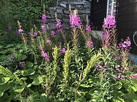 Bloemen bij terras