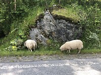Aurland