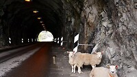 Tunnel