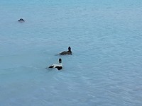 Donald & Katrien Duck
