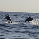 Flipper