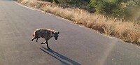 Hyena