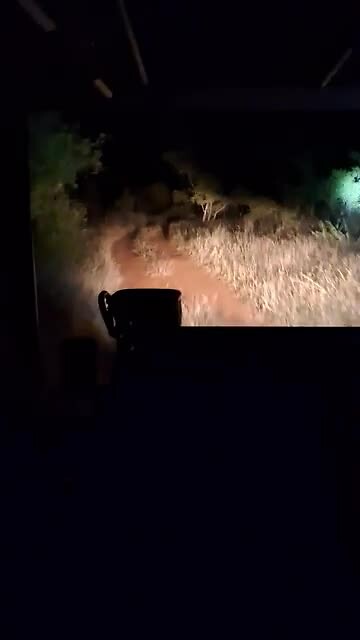 Avond game drive