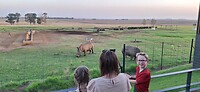 Neushoorns!!
