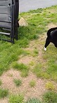 Dag 9: De campingcat