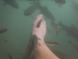 DR FISH
