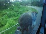 onderweg: olifant uitlaten