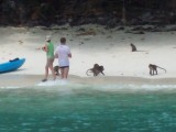 Monkey bay