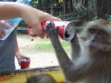 Een cola drinker?