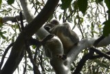 Koala in het wild