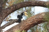 Hornbill national bird