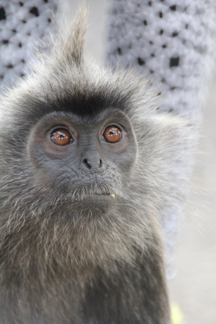 Silverleaf monkeys