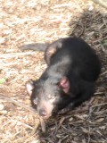The tasmanian devil