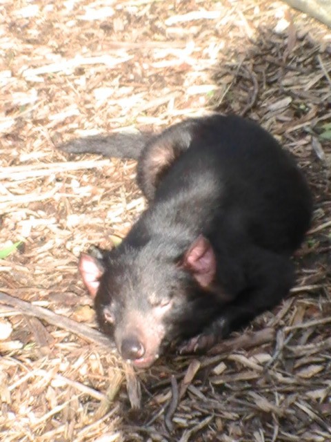 The tasmanian devil