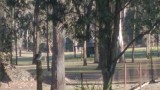 Kookaburra