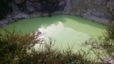 gifgroene poel