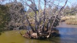 The Hunter wetlands