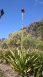 Gymea lily