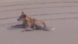 Dingo