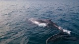 Humback whale