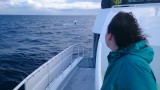 whale watching in Hervey Bay