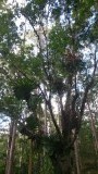 fraser island