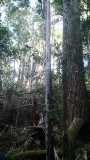 fraser island turpentine