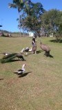 Emu!