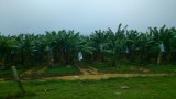 bananenbomen