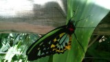 Butterfly. sanctuary
