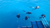 Duiken in de great barrier reef